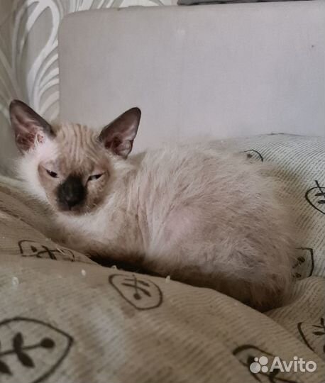 Продам котёнка