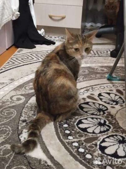 Потеряла кошку
