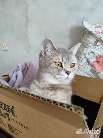 Кошка 2 года