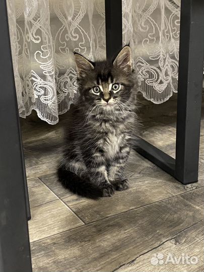 Котята мейн-кун