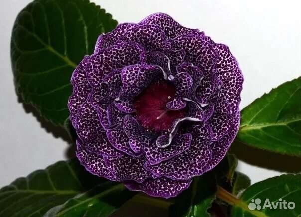 Глоксиния махровая