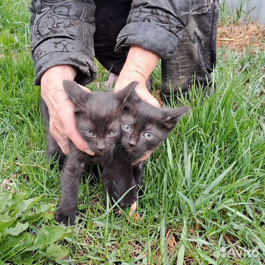 Котята в добрые руки бесплатно