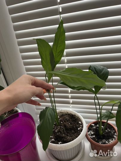 Спатифилум