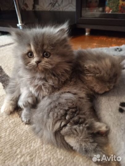 Персидские котята