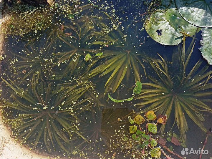 Телорез. пальма