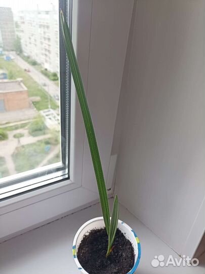 Финиковая пальма (росток)