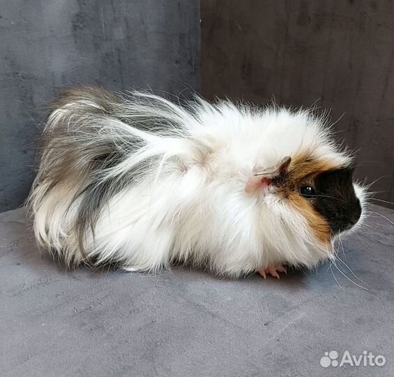 Морская свинка девочка