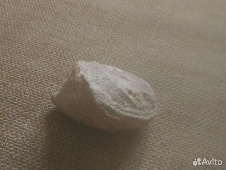 Ракушка ископаемое