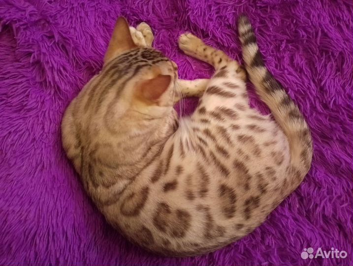Бенгальский кот вязка