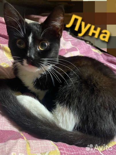 Котенок ищет дом