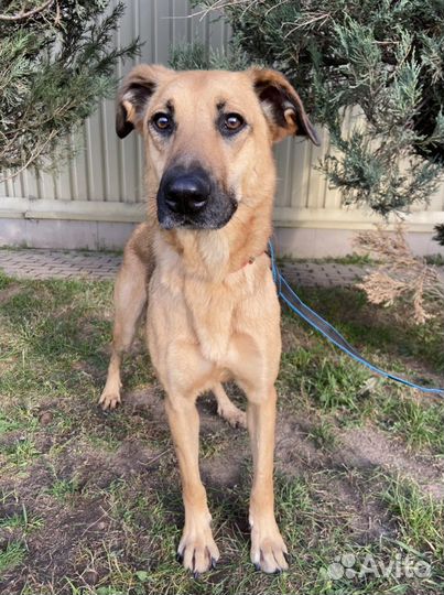 Басик в добрые руки