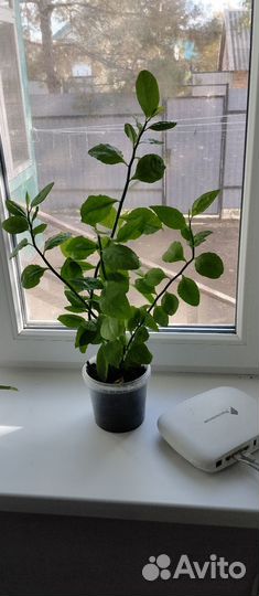 Педилантус