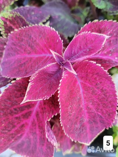 Колеусы срезы