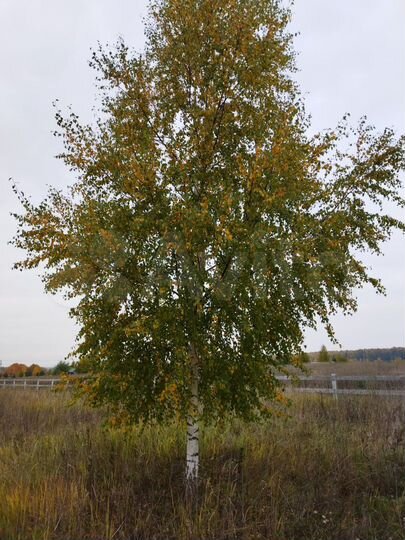 Участок 1,16 га (ИЖС)