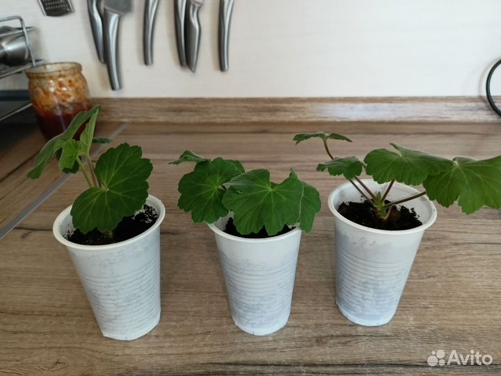 Пеларгония герань