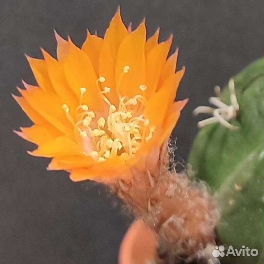 Кактус Lobivia akersii семена