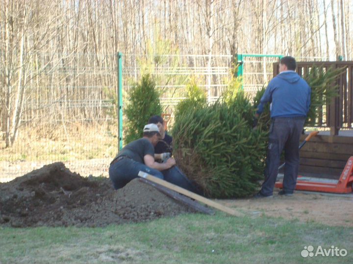 Деревья-крупномеры с посадкой