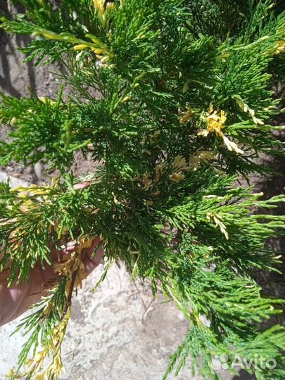 Можжевельник