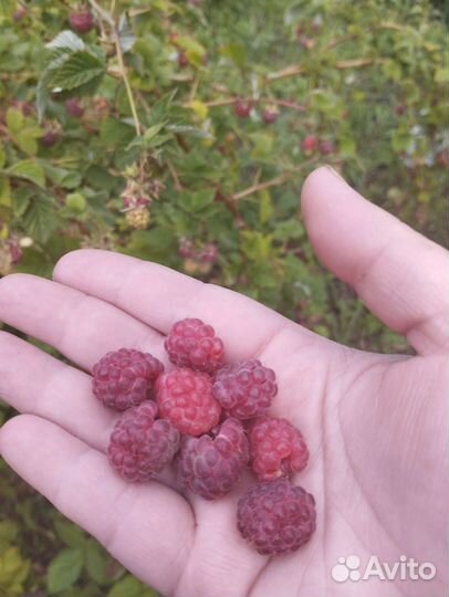 Малина ягоды свежая