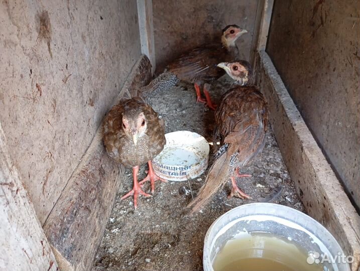 Петух и фазанята