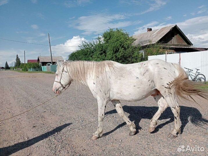 Лошади и жеребцы