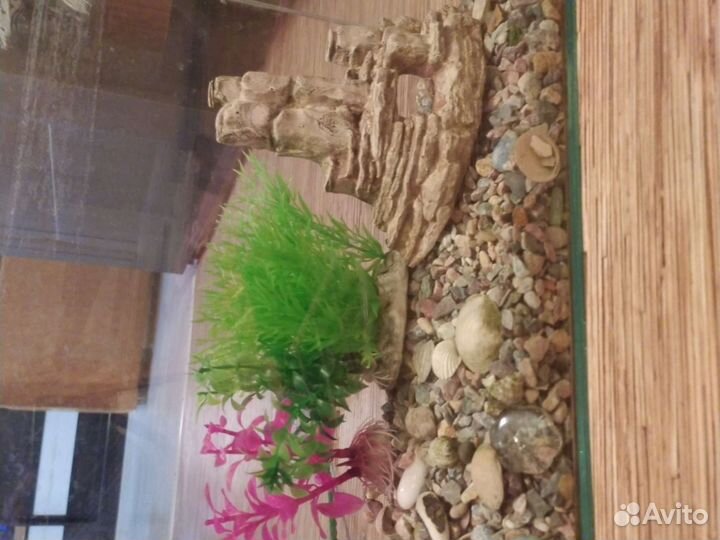Аквариум