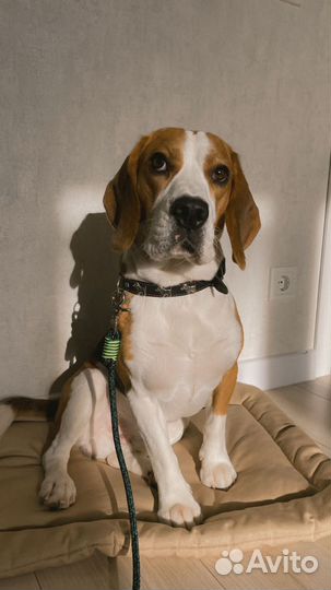 Вязка кобель бигль