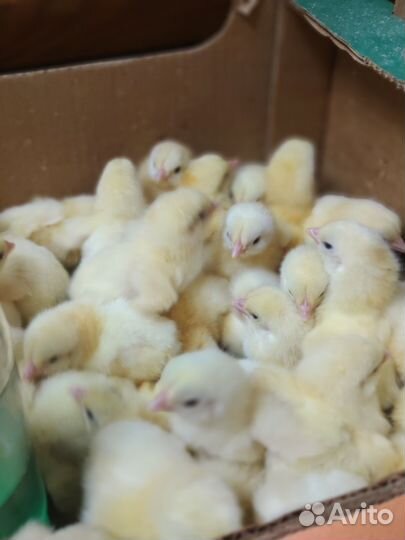 Инкубационное яйцо бройлера, несушек