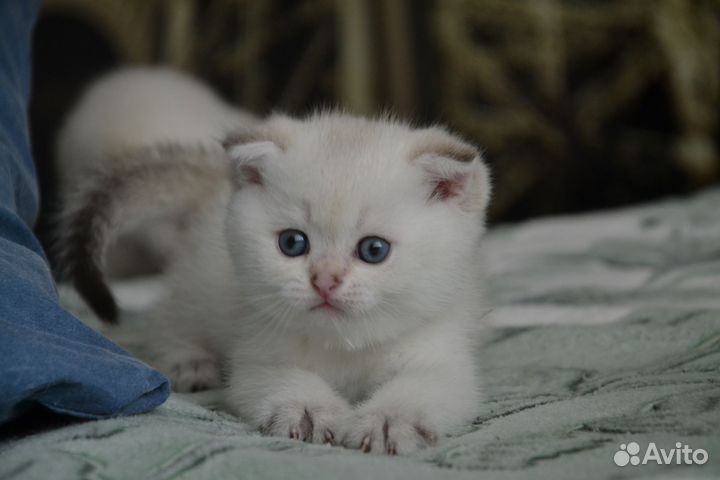 Продаются котята