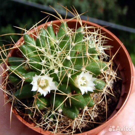 Кактус Долихотеле изогнутоколючковая