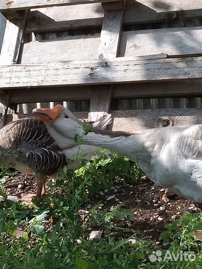 Гуси, индюки