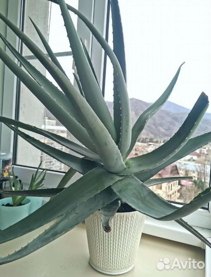 Комнатные цветы алоэ вера