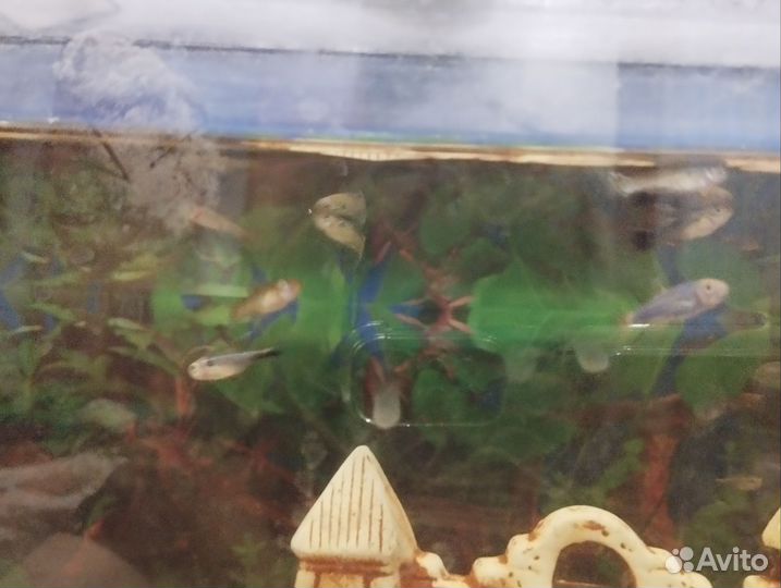Аквариум