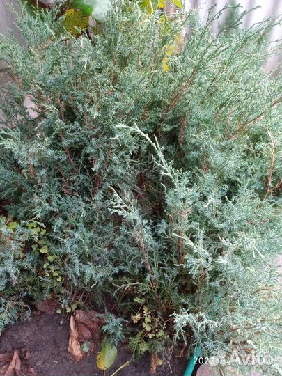 Можжевельник