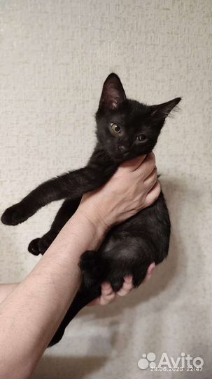 Котёнок мальчик