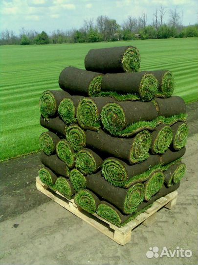 Газон рулонный