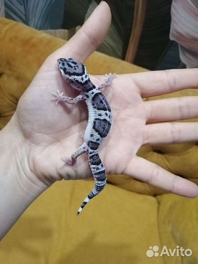 Геккон эублефар