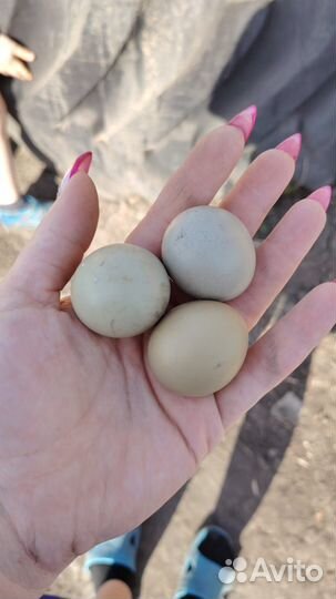 Яйцо фазана