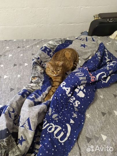 Британская кошка