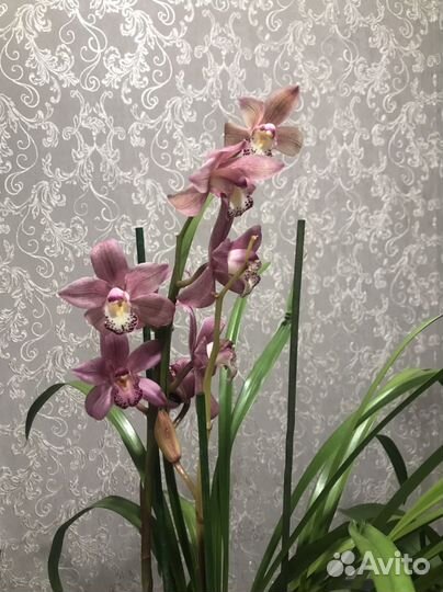 Орхидея цимбидиум