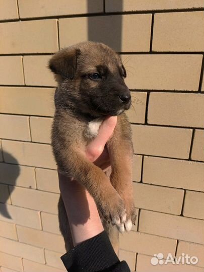 Стафф и немка щенки