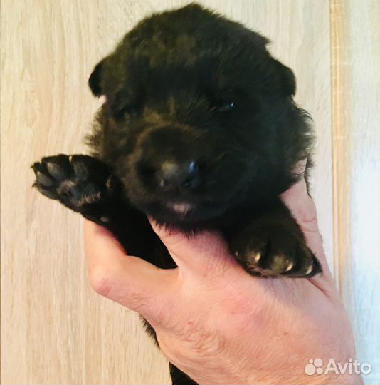 Щенки чёрной немецкой овчарки