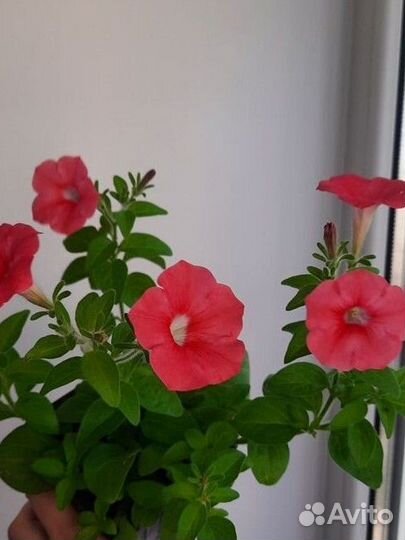 Петуния многоцветковая каскадно-ампельная