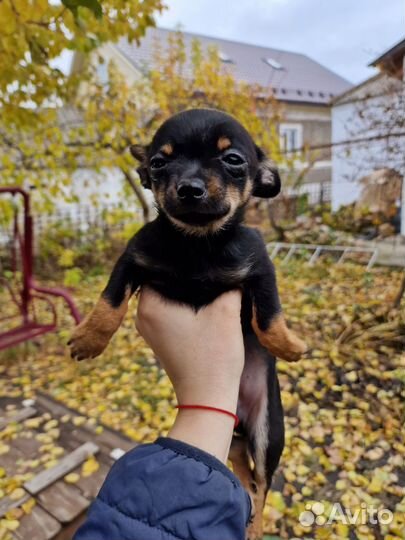 Продам щенков той-терьера