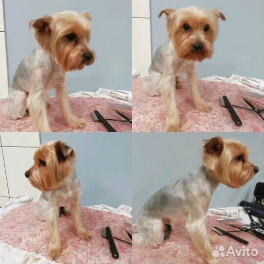 Стрижка собак