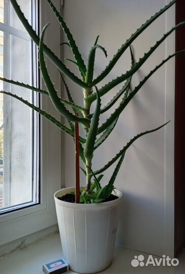 Алоэ древовидное (столетник)