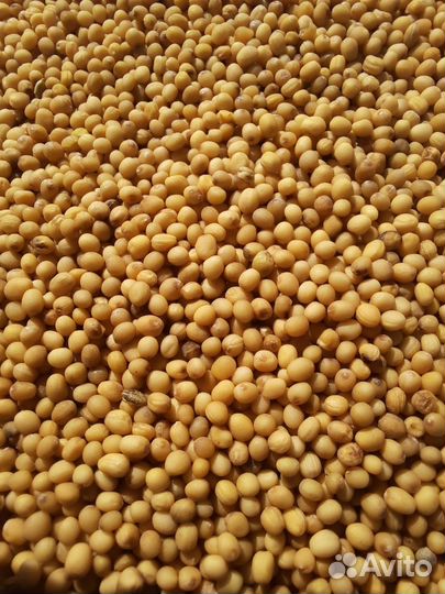 Горчица желтая