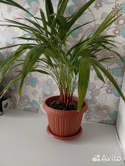 Пальма арека дипсис (хризалидокарпус)