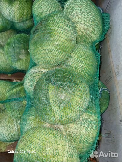 Капуста белокочанная в розницу