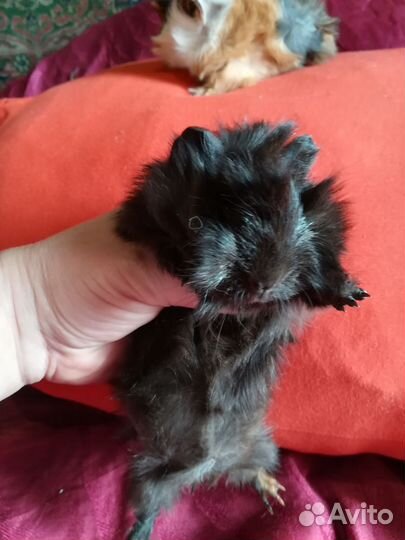 Морские свинки 1мес,готовы переехать в новый дом